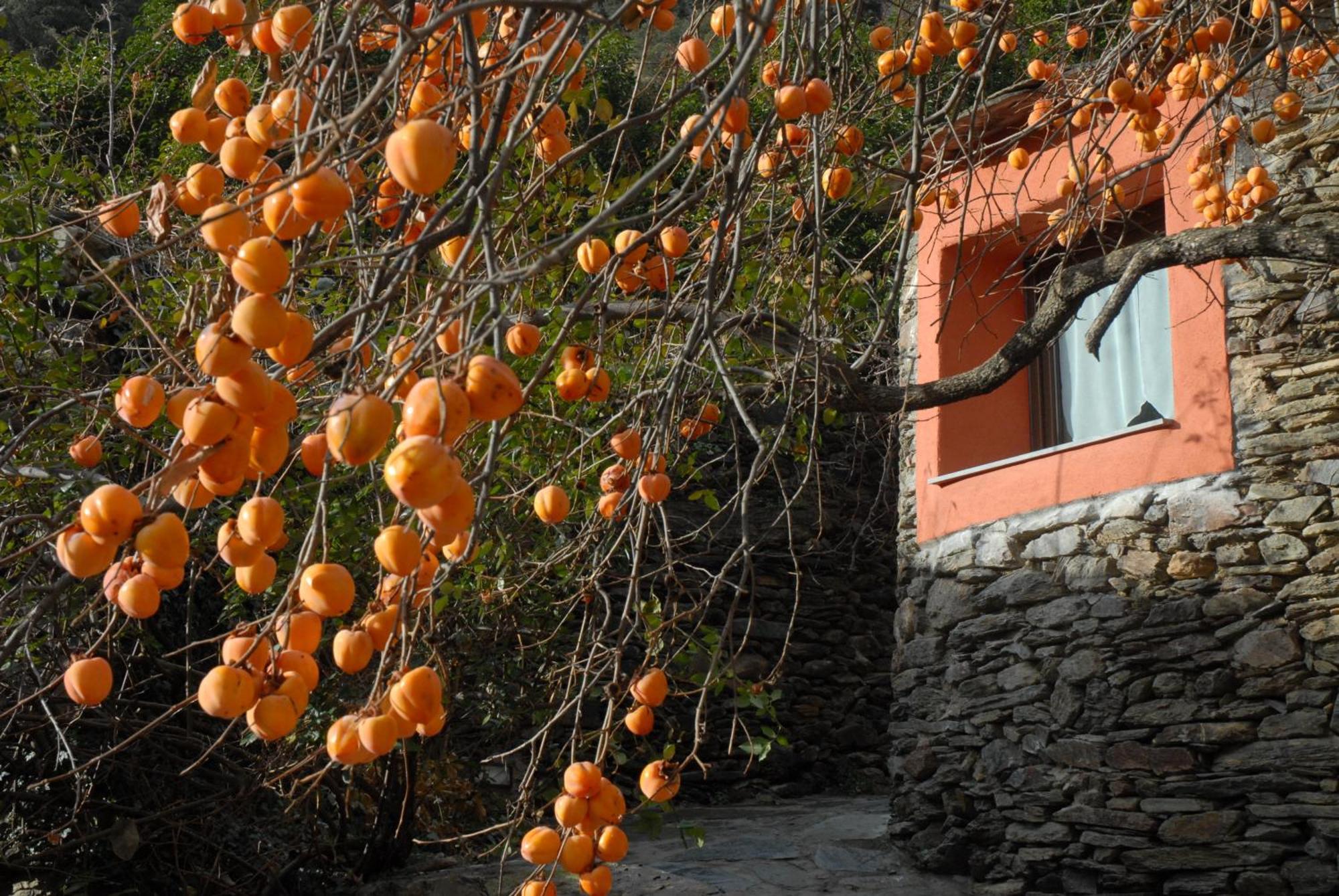Masia D'En Valenti Anserall エクステリア 写真